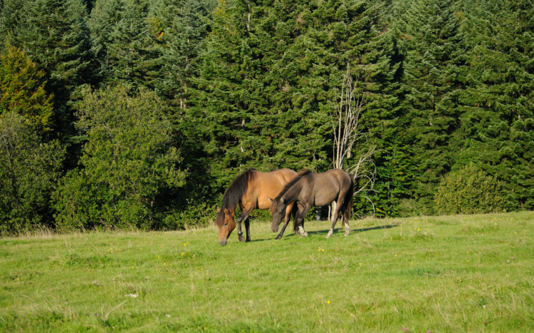 Konie jedzące trawę na polanie.