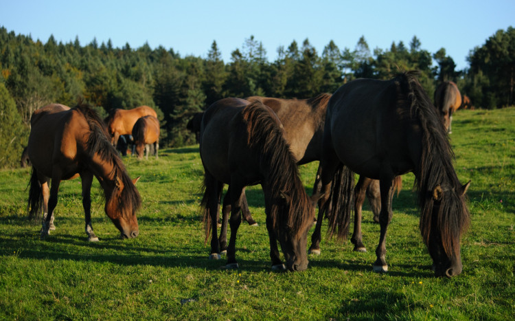 Stado koni jedzących zieloną trawę.