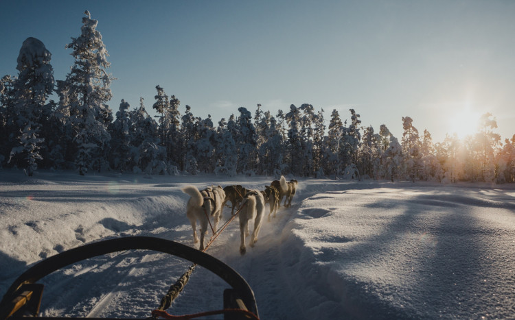 Psy ciągnące sanie w otoczeniu zaśnieżonego lasu