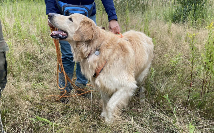 Szczęśliwy pies rasy Golden retriever