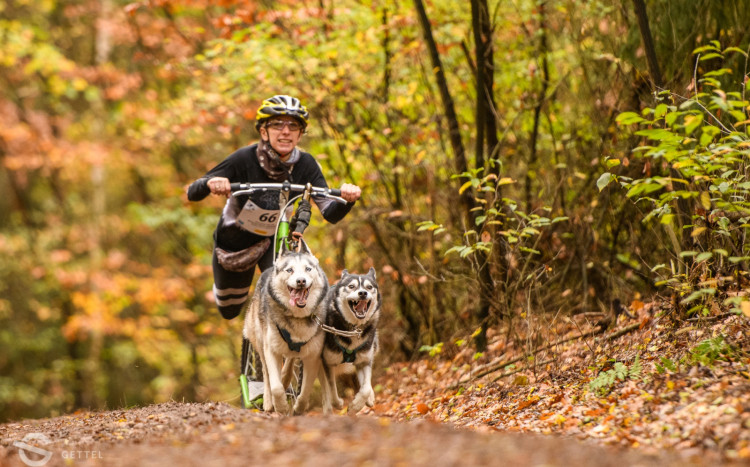 Osoba w kasku jadąca na rowerze, a ciągną ją dwa psy rasy Husky