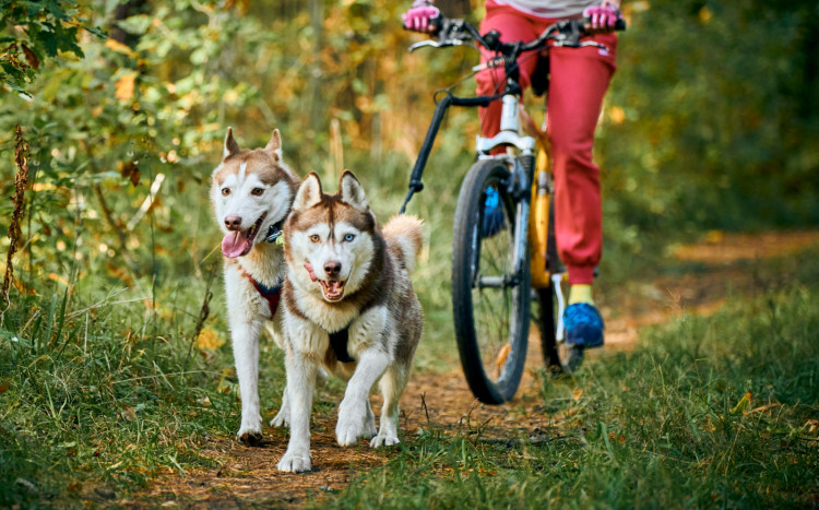 Osoba jadąca na rowerze, a przed nią dwa piękne psy rasy Husky