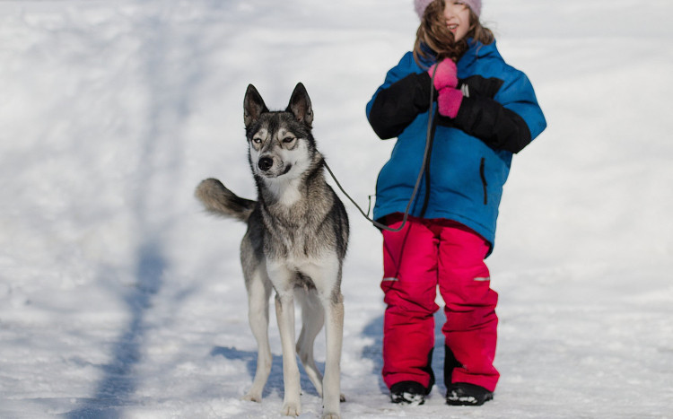 Dziewczynka w spodniach narciarskich z psem na smyczy podczas zimy