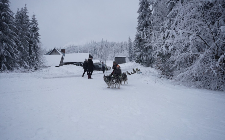 Psy Husky ciągną osobę na saniach podczas zimy po śniegu 