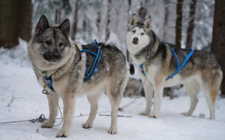 Dwa piękne psy Husky z podpiętą smyczą podczas zimy