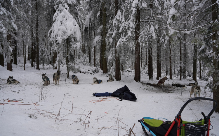Odpoczywające psy Husky w lesie pełnym śniegu podczas zimy