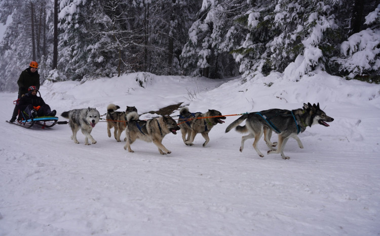Specjalne sanie ciągnące przez mnóstwo psów rasy Husky podczas zimy po śniegu