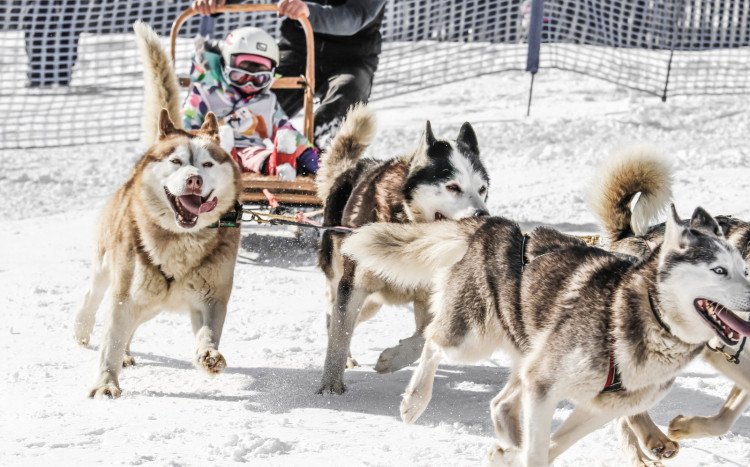 Psy rasy Husky ciągnące dziecko na saniach po śniegu