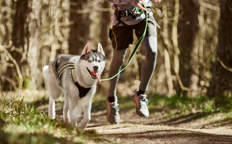 Biegający pies rasy Husky z językiem na wierzchu