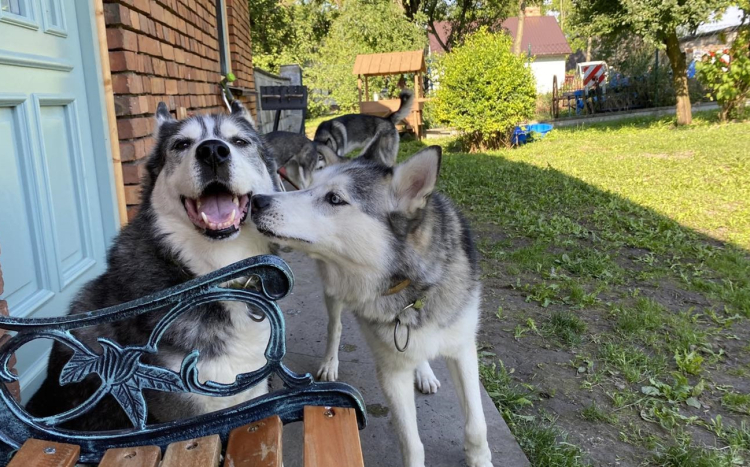 Szczęśliwe i pełne radości psy rasy Husky na podwórku