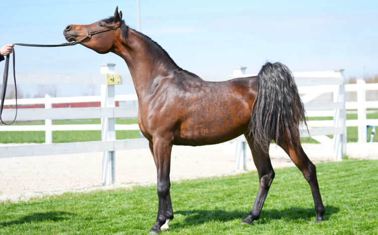 Piękny koń arabski o kasztanowatej maści 