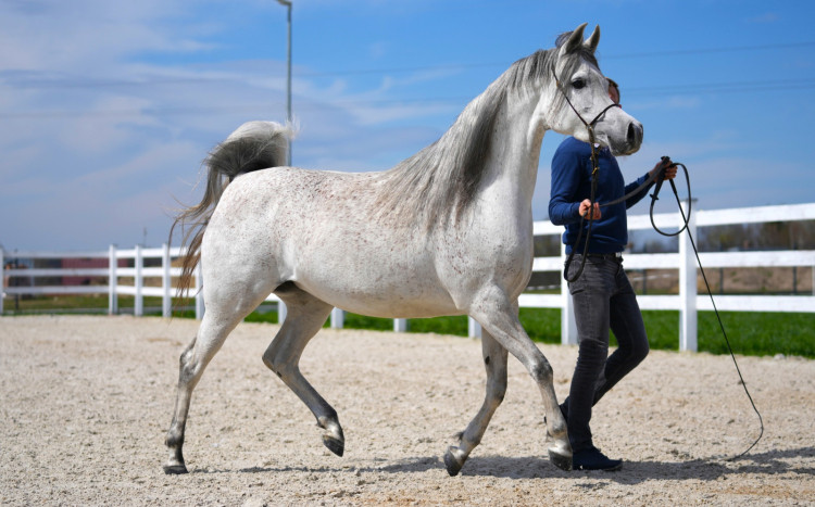 Postawny koń arabski o białej maści w delikatne cętki na grzbiecie