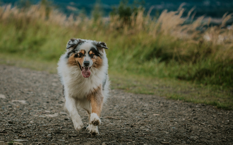 Pies o kolorowej sierści biegnie w stronę fotograf