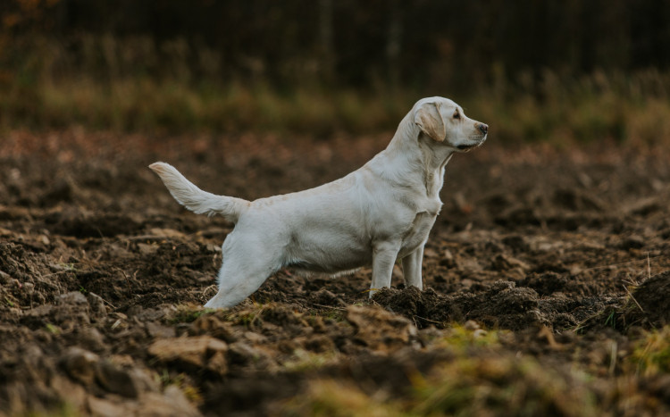 Labrador retriever o białej sierści pozujący do zdjęcia