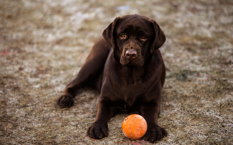 Czarny pies leżący i patrzący w aparat z pomarańczową piłką
