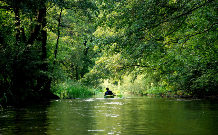Osoba w kajaku płynąca samotnie przez rzekę w tunelu drzew