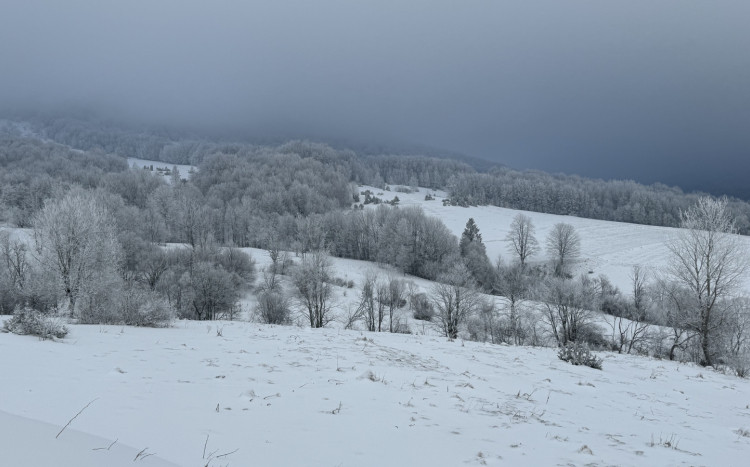 Zimowy krajobraz pól i drzew pokrytych śniegiem