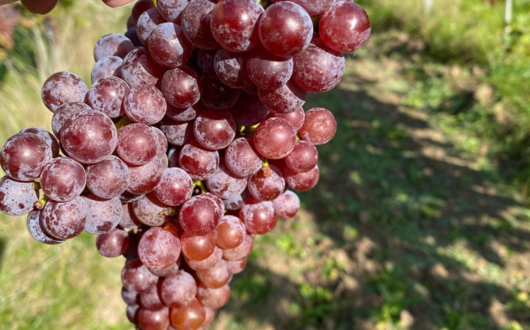 winogrona w Darominie