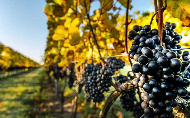 Degustacja win i zwiedzanie winnicy Płochockich