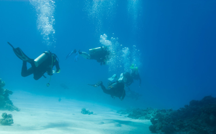 nurkowanie nurkują przy dnie