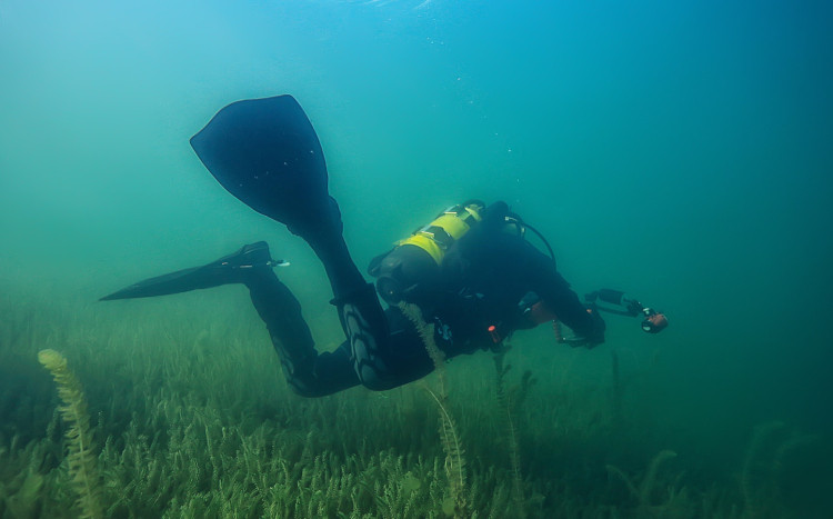 nurek pływa wśród wodnych zarośli