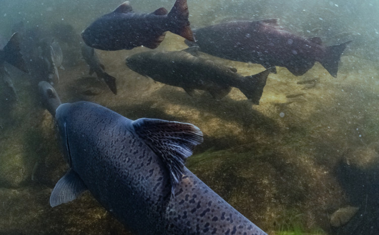 zdjęcie ryb wykonane na dnie jeziora