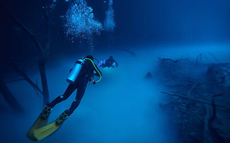 nurek pływa bliska dna