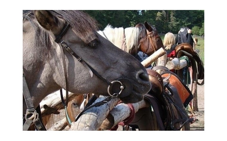 instruktor pomaga młodej kobiecie nawiązać więź z koniem