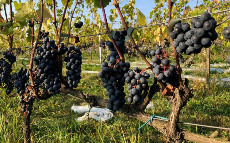 winogrona w winnicy