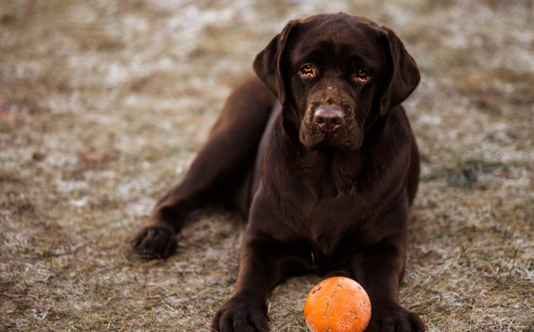 Czarny pies z piłką