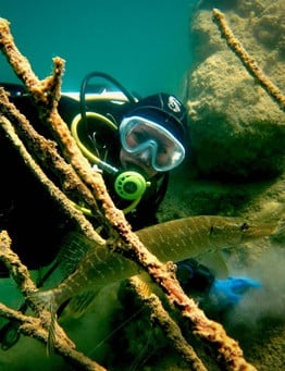 Nurkowanie w podwodnym lesie