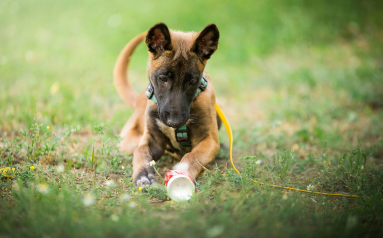 Pies bawiący się puszką - aktywizacja psa podczas szkolenia