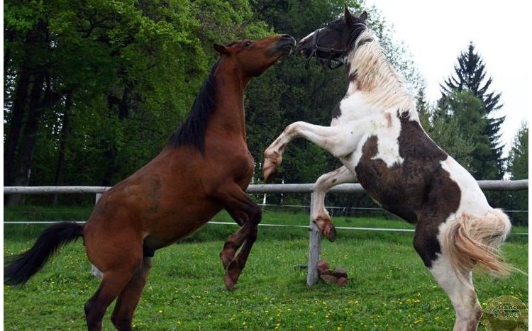 konie bawią się w zagrodzie